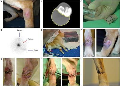 Intratumoral injection of holmium-166 microspheres as neoadjuvant therapy of soft tissue sarcomas in dogs